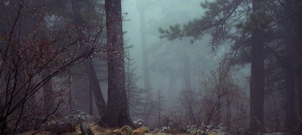 some-of-the-creepiest-forests-found-all-over-the-world