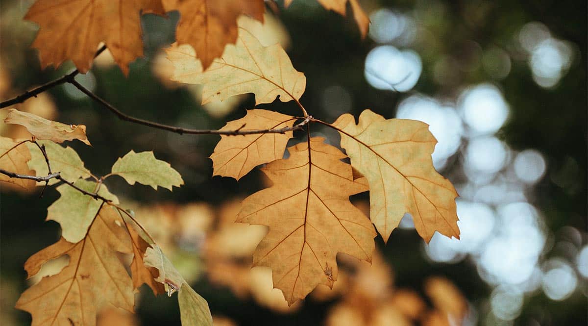 Oak Tree: Symbolism, Information and Planting Instructions