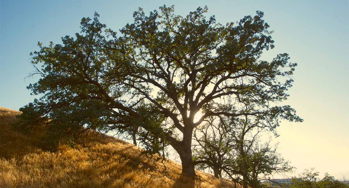 zeus symbol oak tree