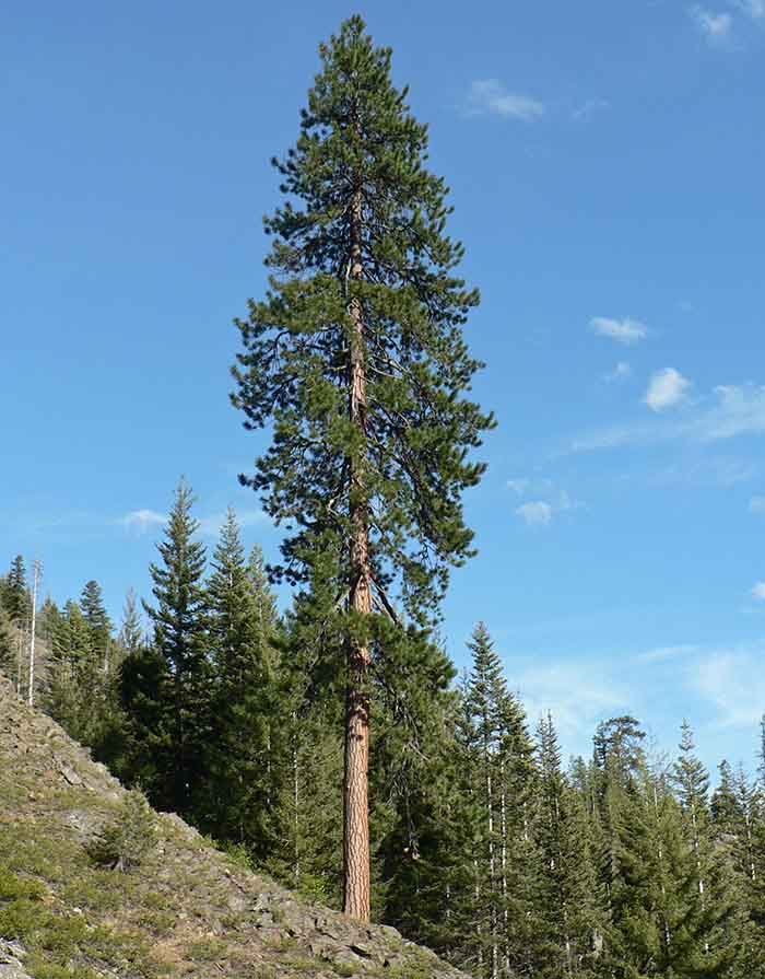 Bios Urn Blog: Pinus ponderosa, symbolism of the pine tree and how to plant