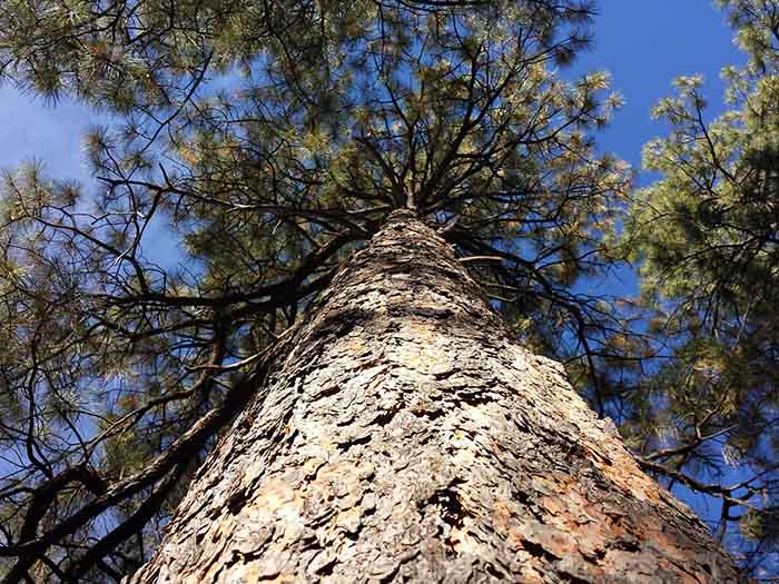 Bios Urn Blog: Pinus ponderosa, symbolism of the pine tree and how to plant