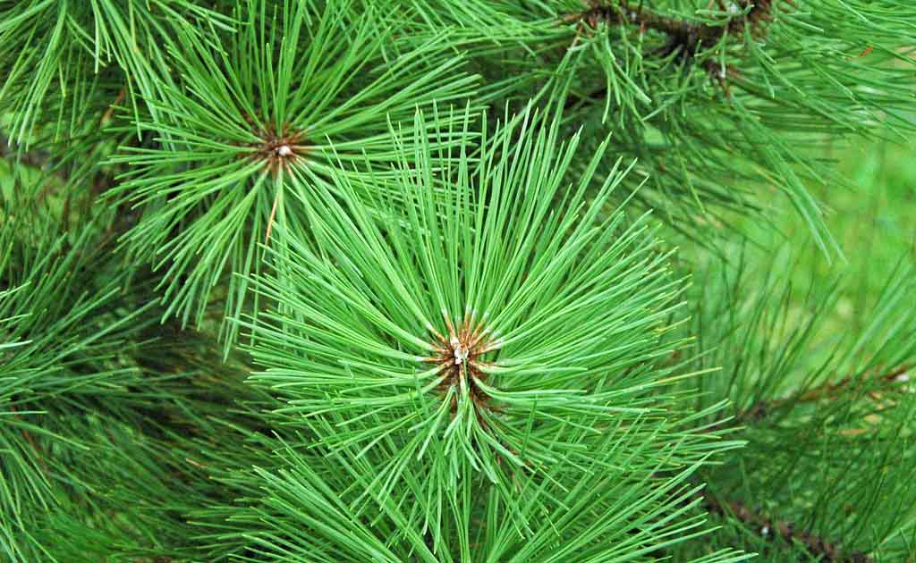 Bios Urn Blog: Pinus ponderosa, symbolism of the pine tree and how to plant