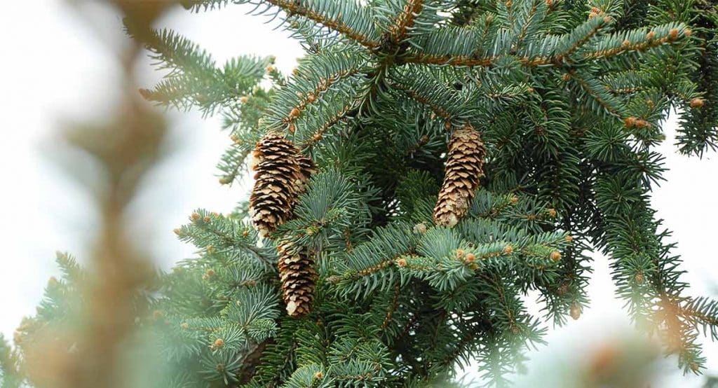 Pine tree: Symbolism, Information and Planting Instructions