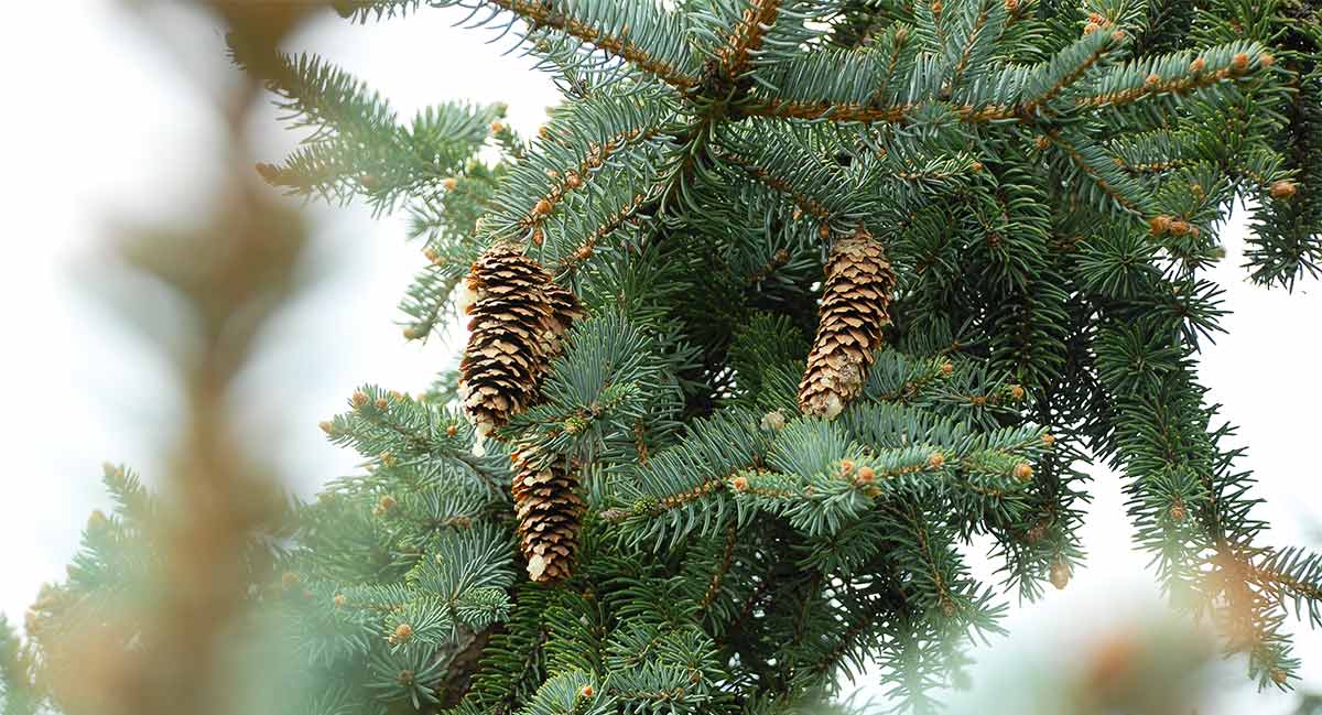 Pine Tree Symbolism Information And Planting Instructions