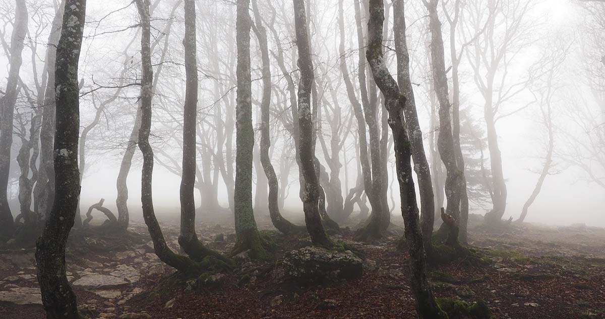 Creepiest and scariest forests in the world
