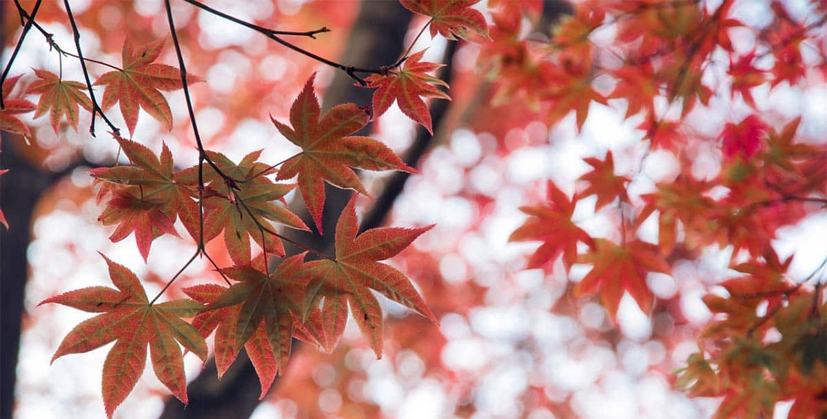 Red Maple Symbolism and Planting Instructions for Bios Urn