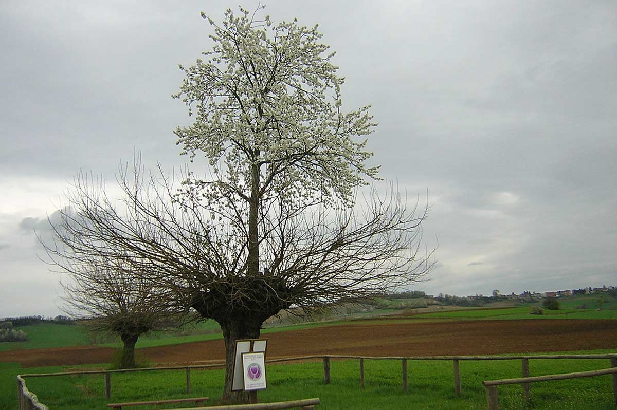 This Amazing Cherry Tree Grew on Top of Another Tree