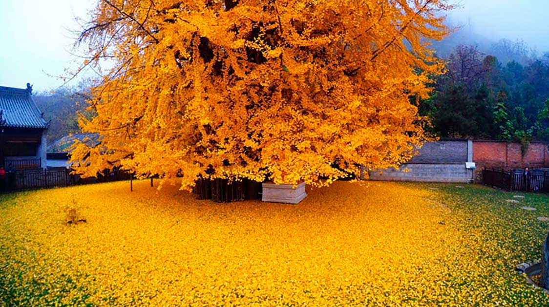 1,400-year-old Chinese Ginkgo tree turns temple in a yellow ocean