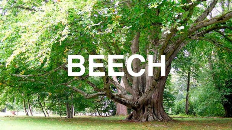 beech tree shirt piece