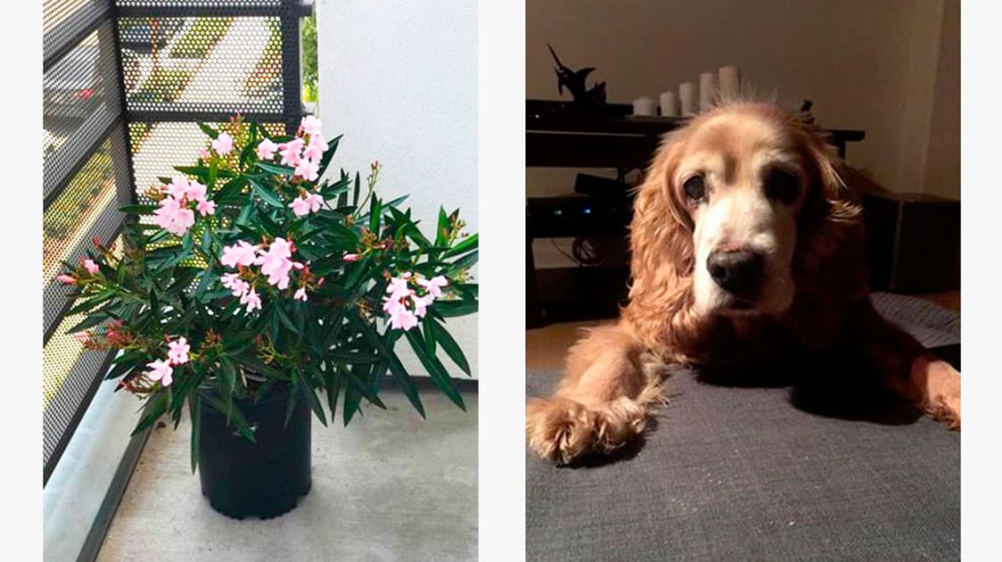 Benji The Cocker Spaniel Was Planted In a Bios Urn® With A Flowering tree