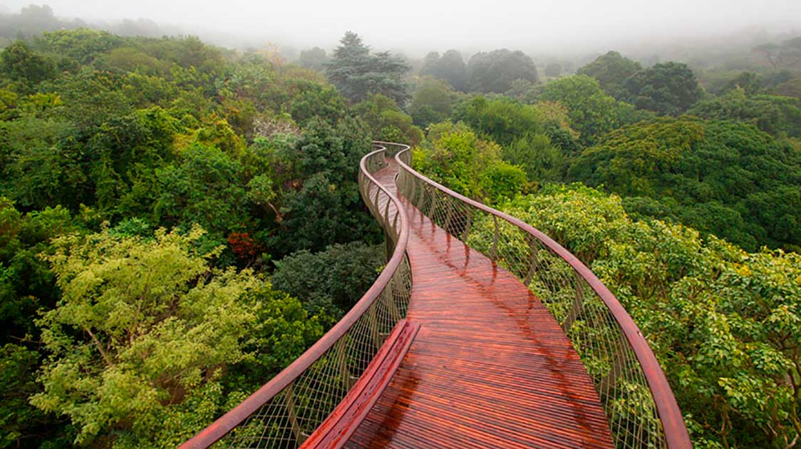 Centenary Tree Canopy Lets You Walk Above Trees in South Africa