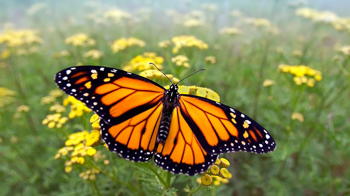 Imperiled Monarch Butterflies Get $3.2 Million From U.S. Government