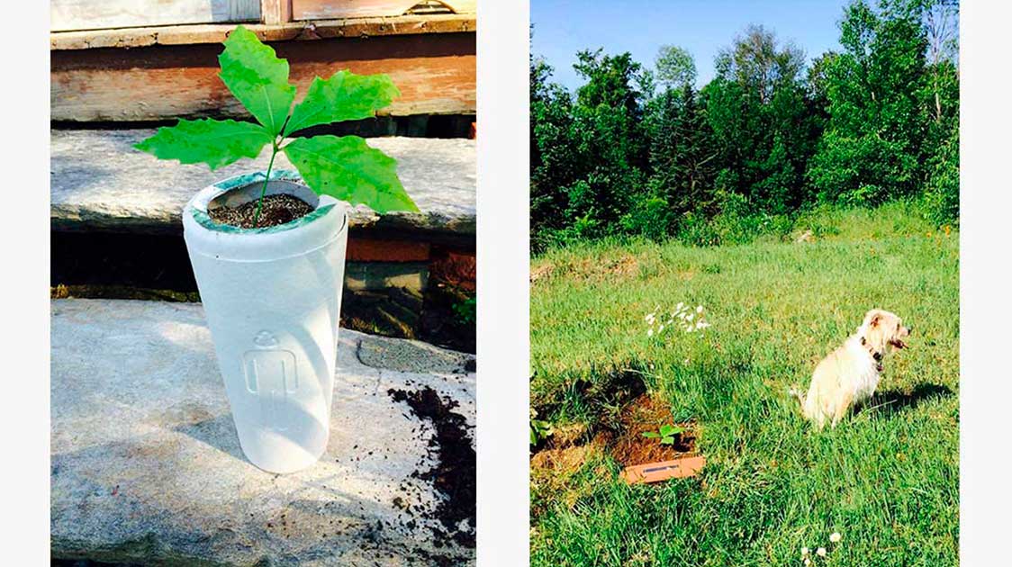 Jay planted his father’s Bios Urn® with an Oak seedling in his family´s forest