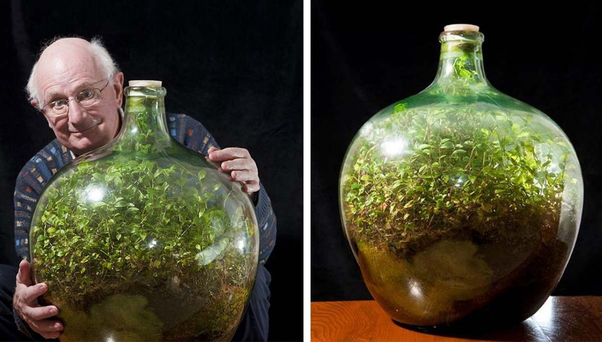 This Bottle Garden hasn´t been watered in 40 years and it´s thriving!