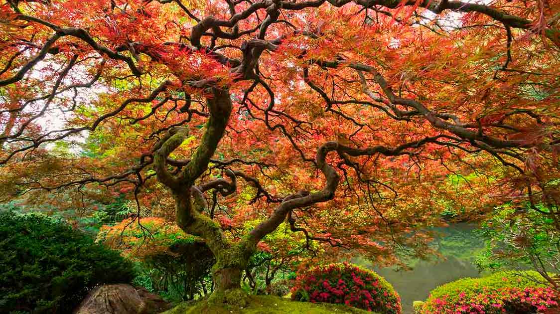 Ten of The Most Incredible and Inspiring Trees In The World