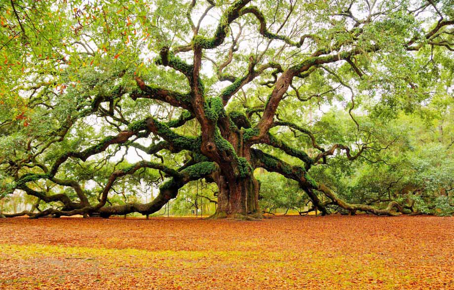 Angel Oak tree in South Carolina