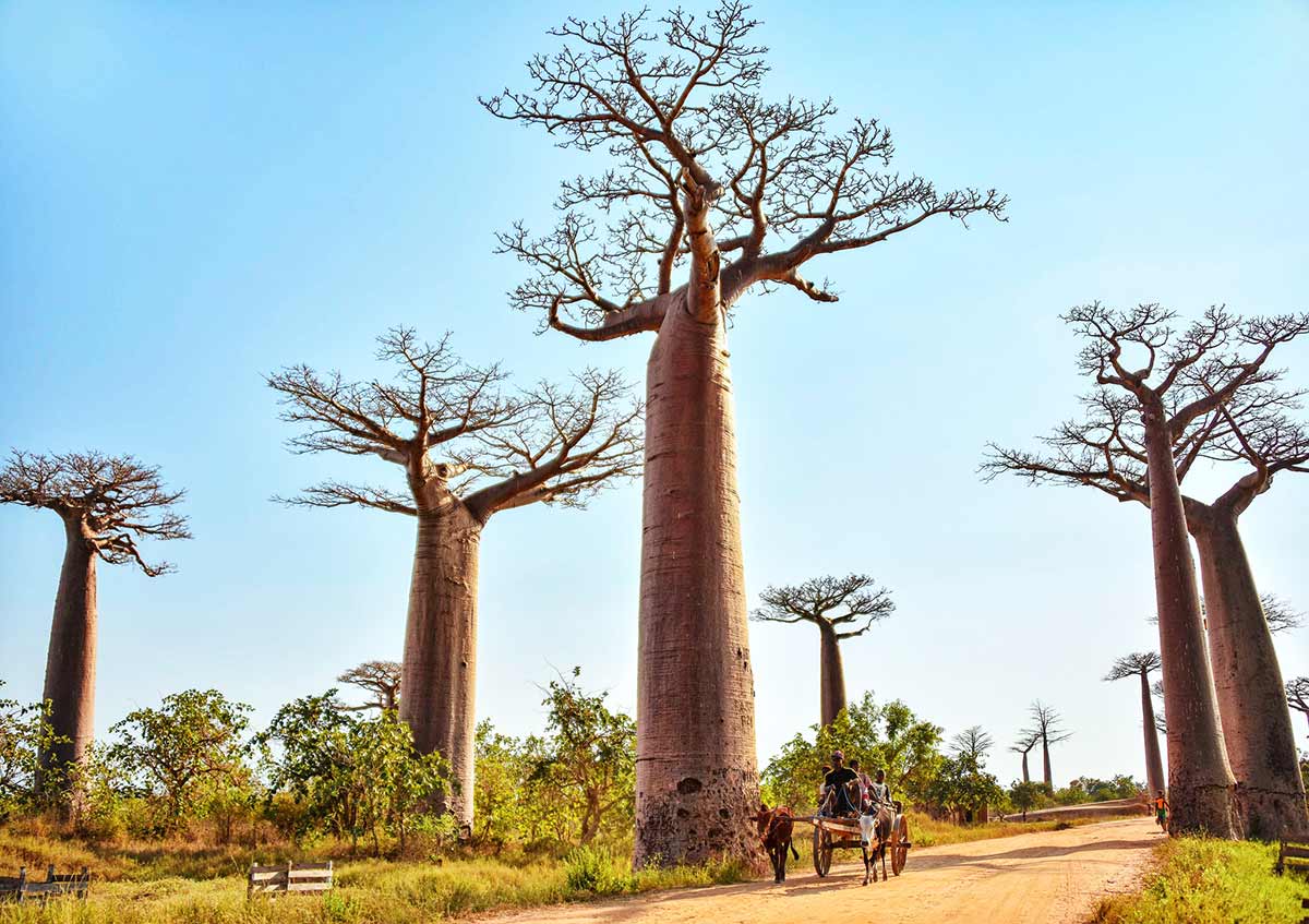 Baobab trees in Madagascar