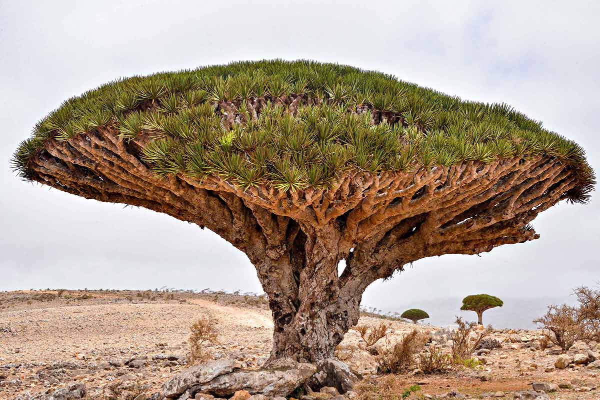 Dragonblood tree on Socotra Island, Yemen.