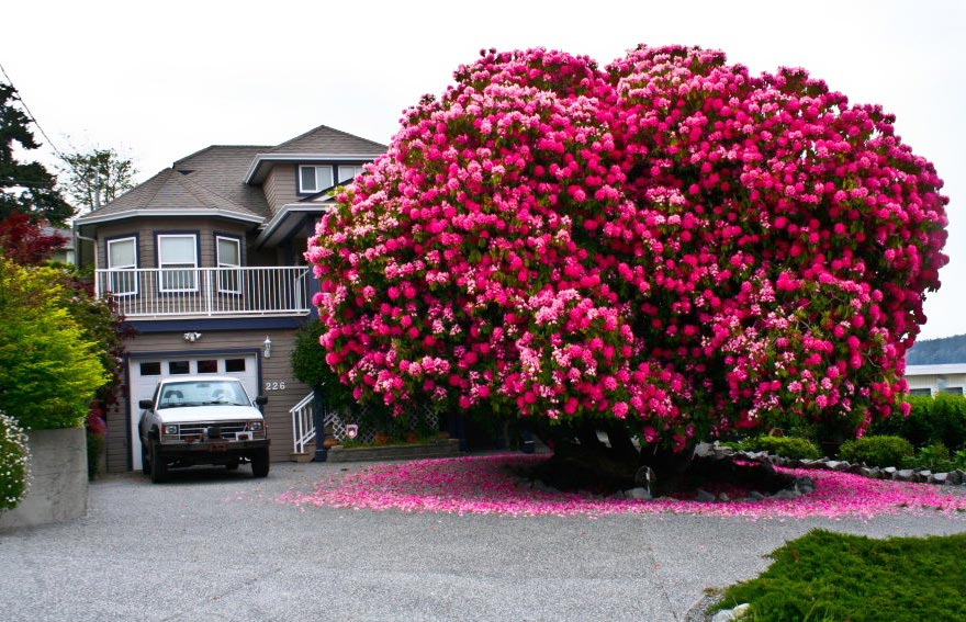 Beautiful Rhododendron
