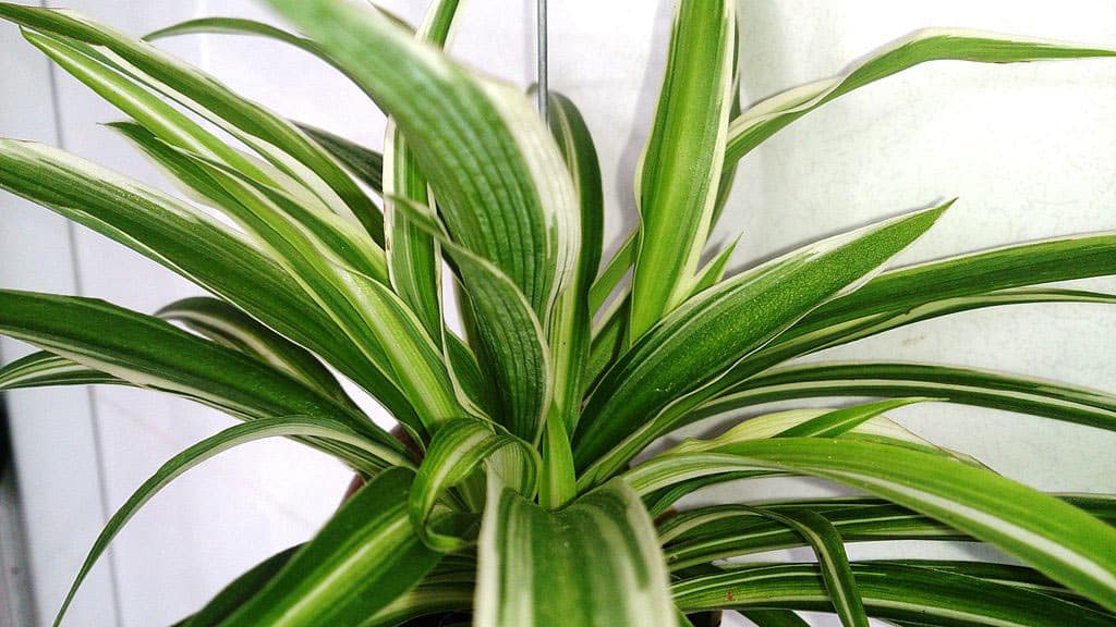 Spider plant close up photo of leaves