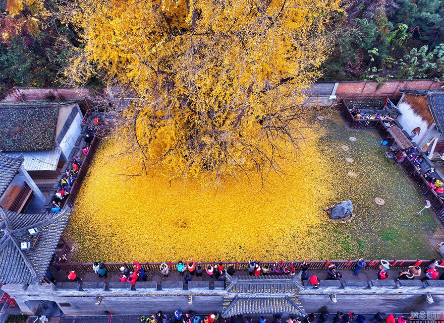 1400-old-ginkgo-tree-yellow-leaves-buddhist-temple-china-5