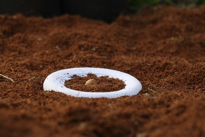 Bios Urn Blog: Instructions on how to plant your biodegradable urn for a tree to grow / Cómo Plantar la Urna Bios