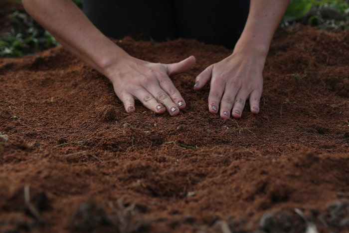 Bios Urn Blog: Instructions on how to plant your biodegradable urn for a tree to grow / Cómo Plantar la Urna Bios
