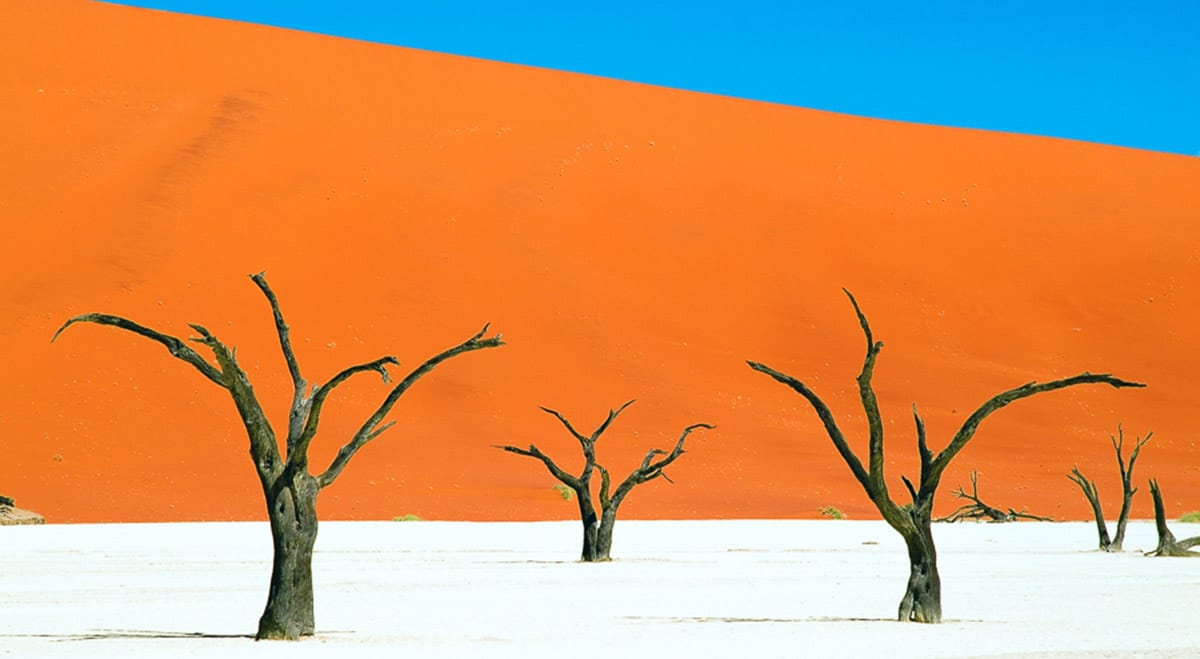 Scorched trees in the valley of Dead Vlei with red sand dunes in the background.