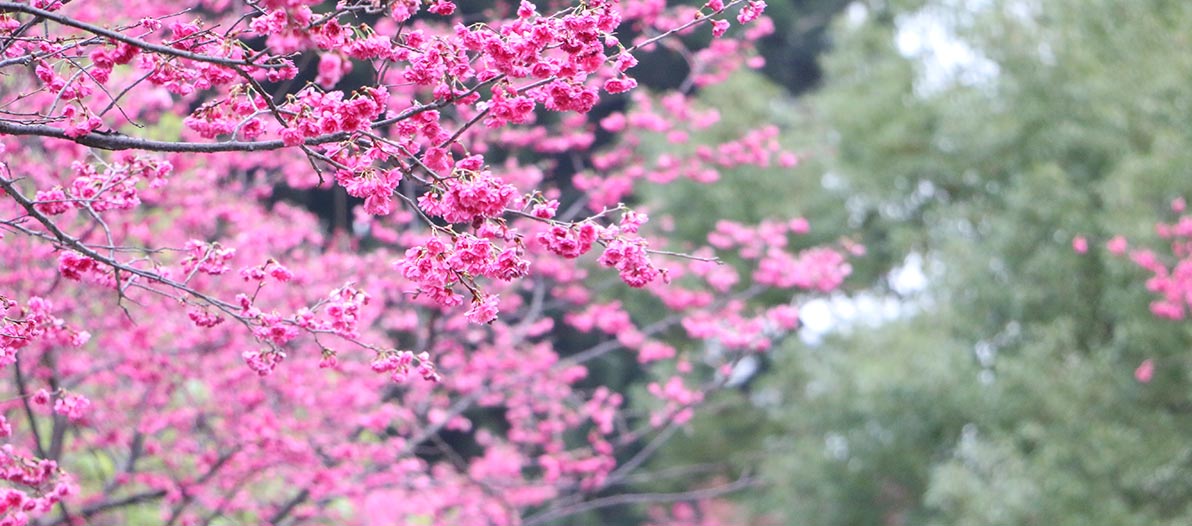 Hanami is the popular Japanese tradition of flower viewing while picnicking