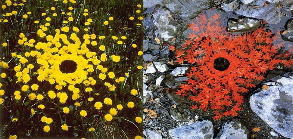 A picture of natural land art with dandelions, and another with red maple leaves