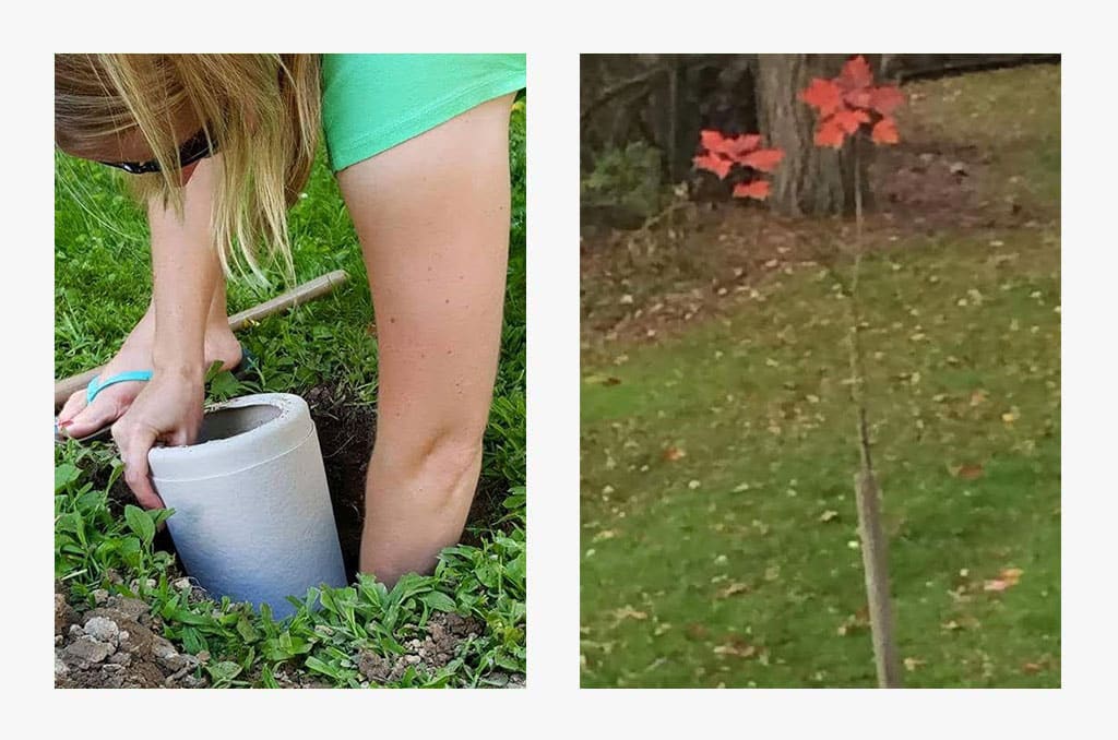 Lillea´s family planted their father´s Red Maple Bios Urn in their backyard.