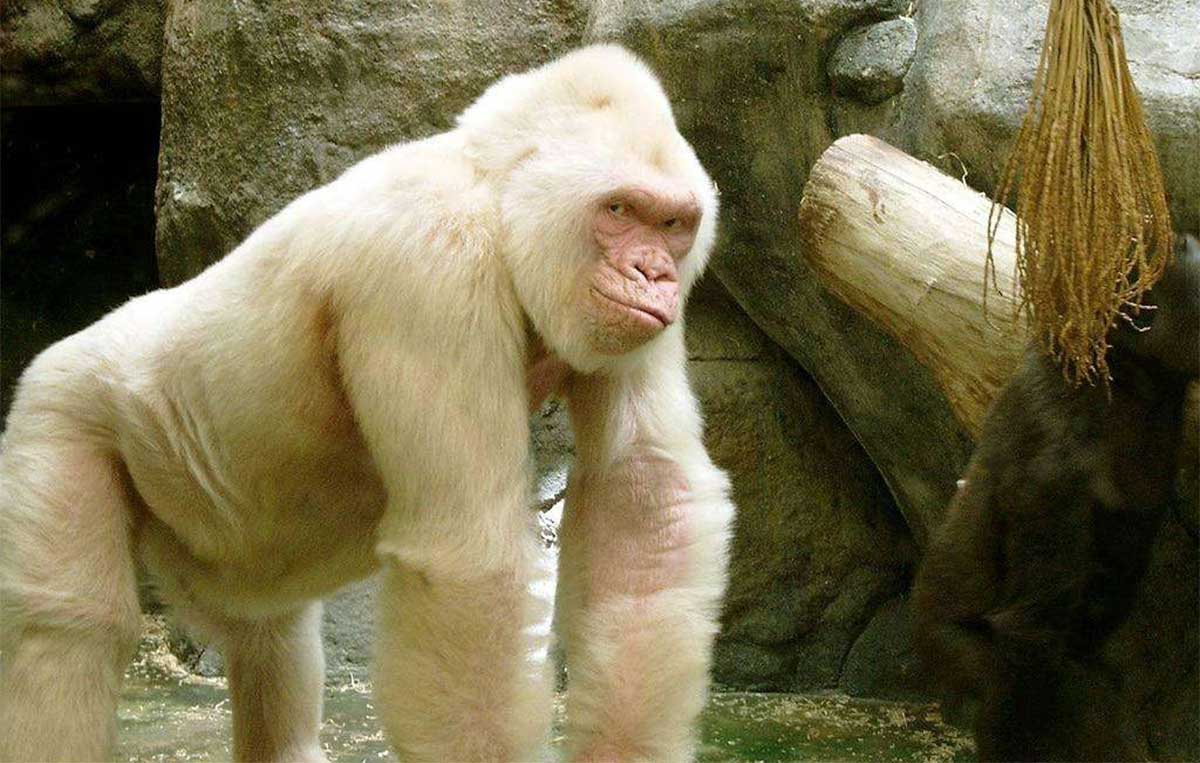 Little Snowflake, the world´s only known albino gorilla, was planted with a Bios Urn