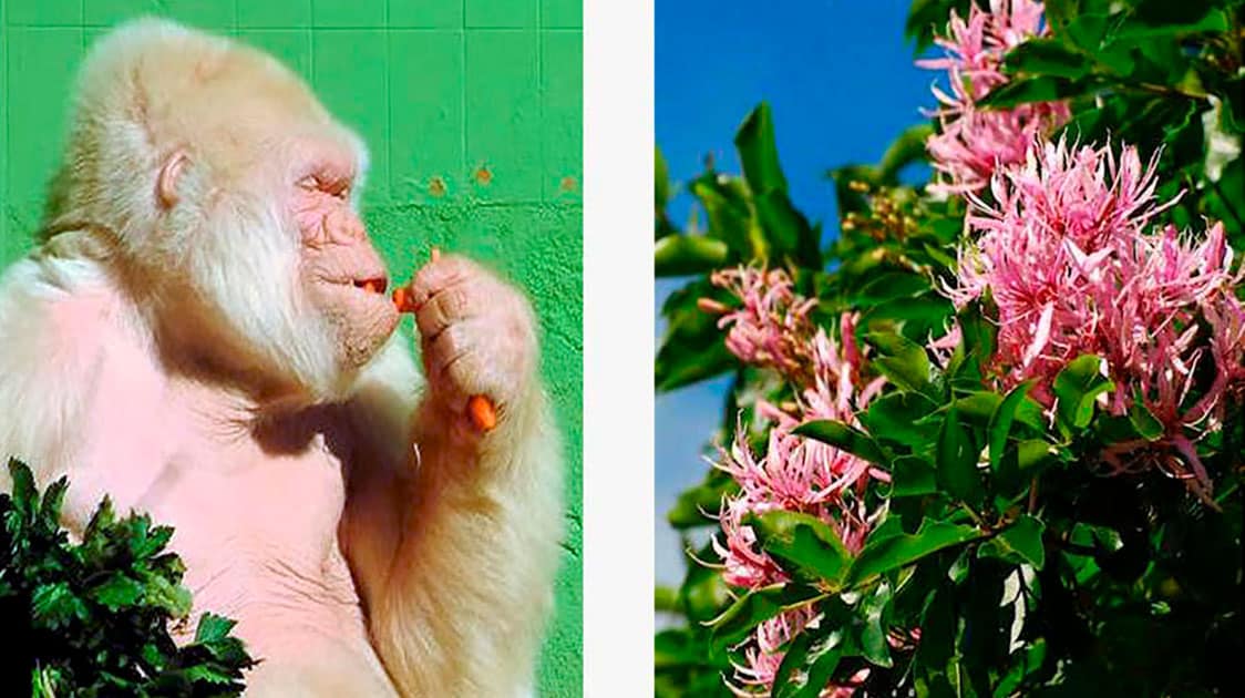 Bios Urn® Blog: Little Snowflake, the world´s first albino gorilla from Barcelona Zoo, is remembered as a tree thanks to the biodegradable urn