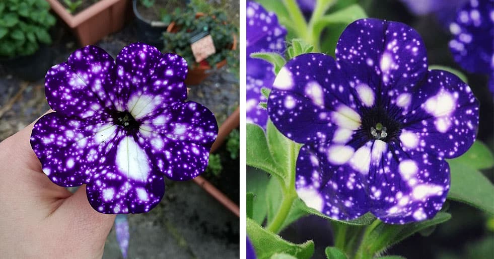 Galaxy Flowers or Night Sky Petunias are perfect for Flower Gazing