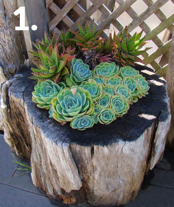 tree stump planter with succulents