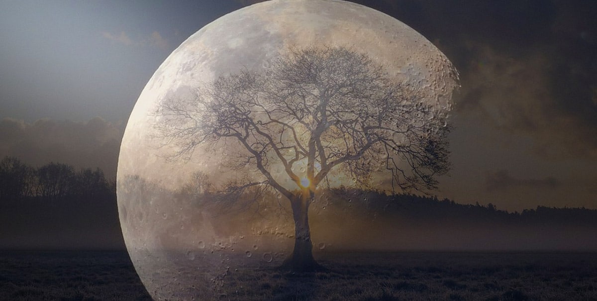 Flown to the Moon and Back: The Mystery of NASA’s “Moon Trees”