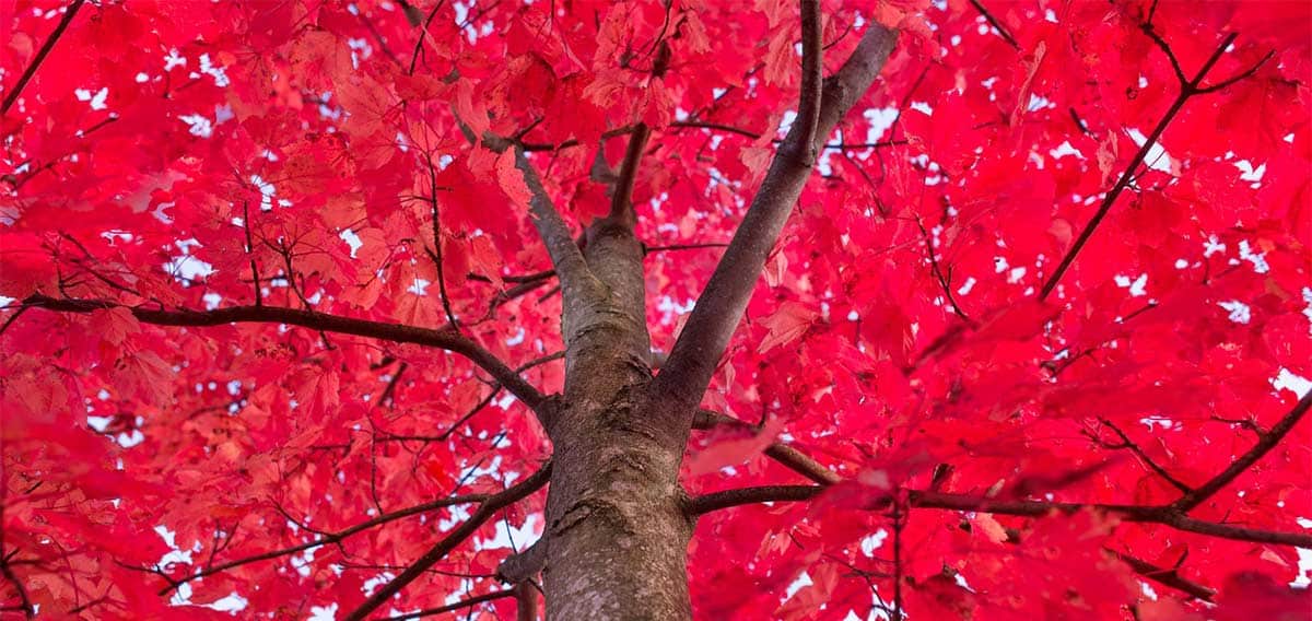 Bios Urn Biodegradable Urn Red Maple Living Tree