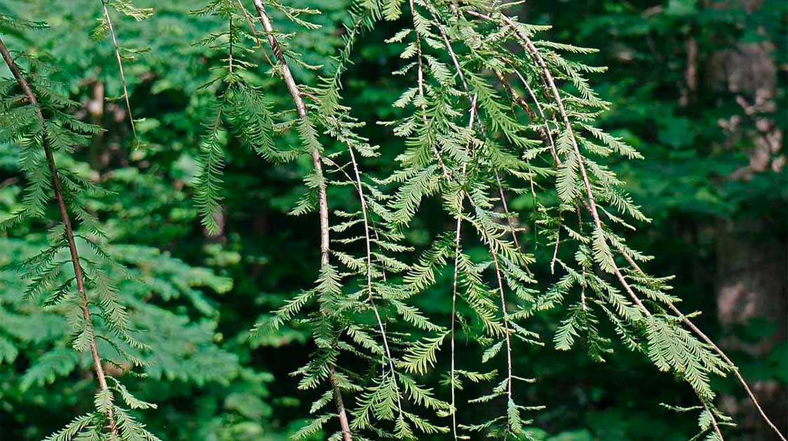 Redwood: Symbolism, Information and Planting Instructions