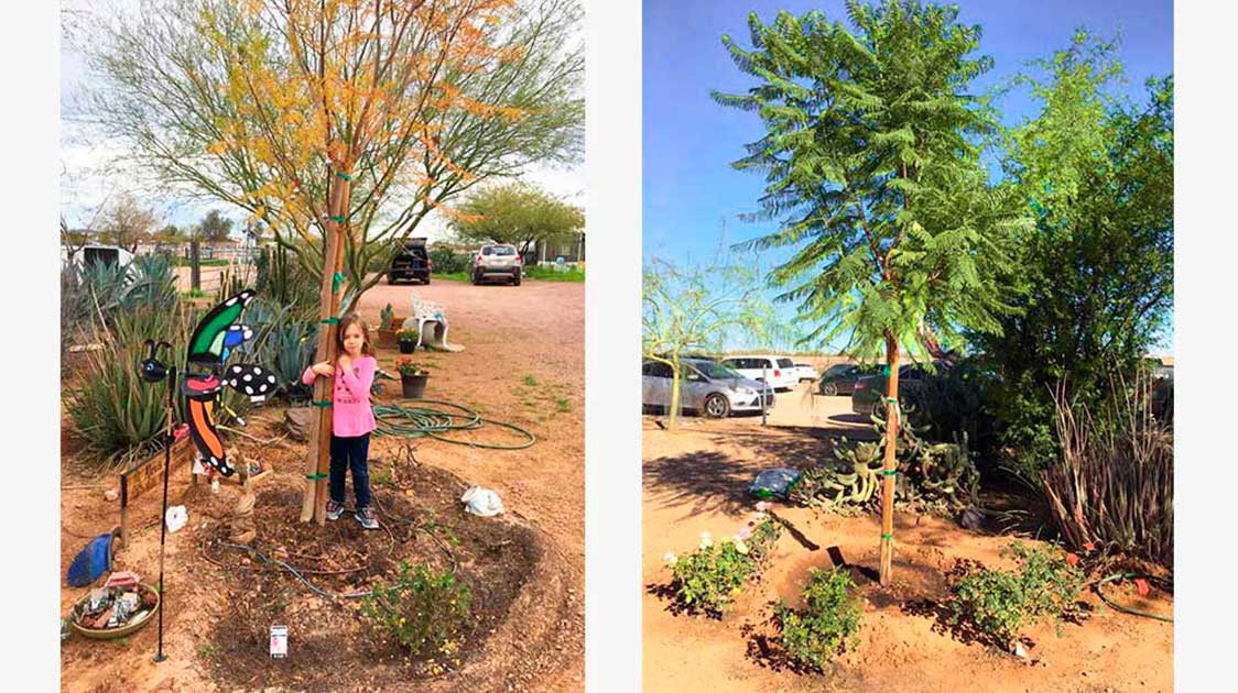 Susan Planted Her Daughter´s Bios Urn® with a Jacaranda Tree