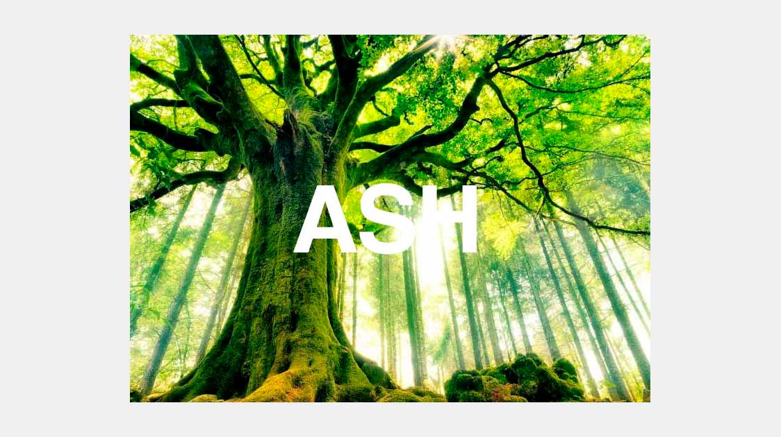 The characteristics and symbolism of the Ash tree