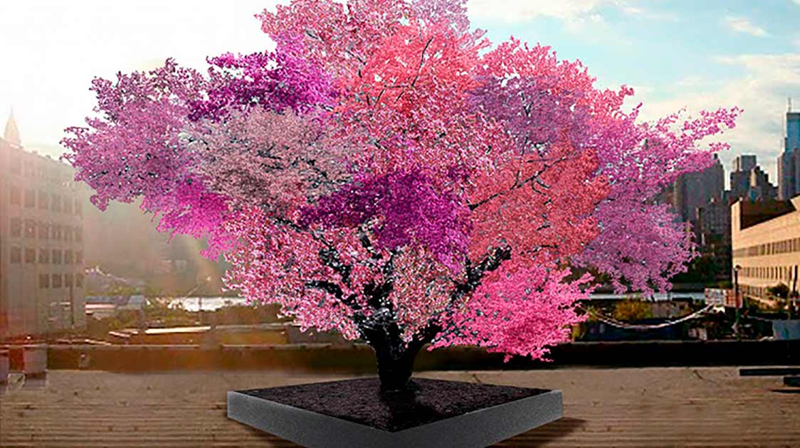 This Amazing Tree Grows Over 40 Different Kinds of Fruit.