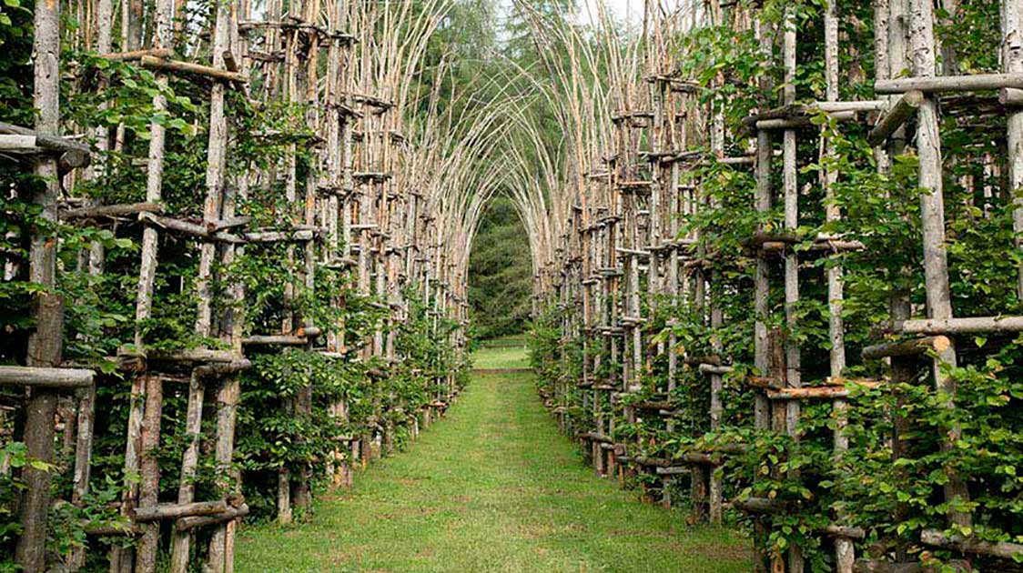 This Cathedral Is Made Entirely Of Living Trees