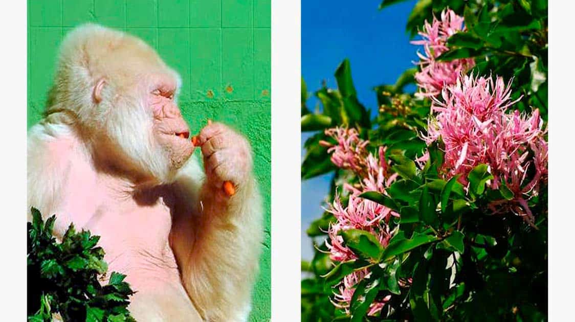 World´s Only Known Albino Gorilla Buried In A Bios Urn®
