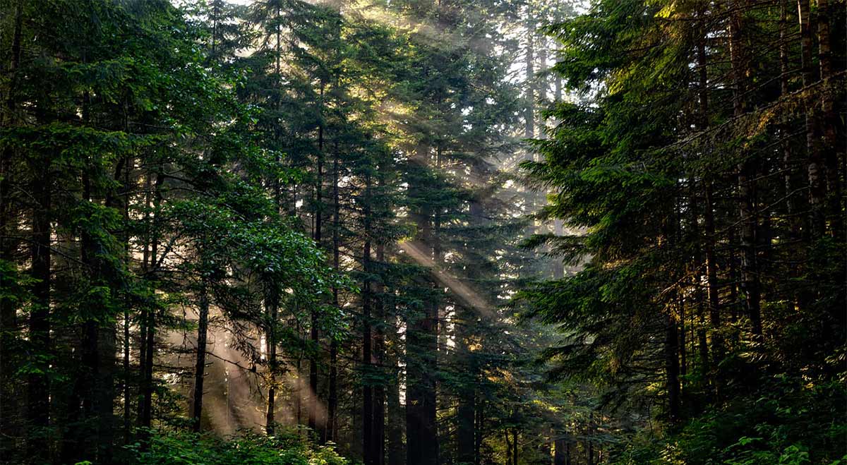 dawn redwood tree bios urn symbolism and planting instructions