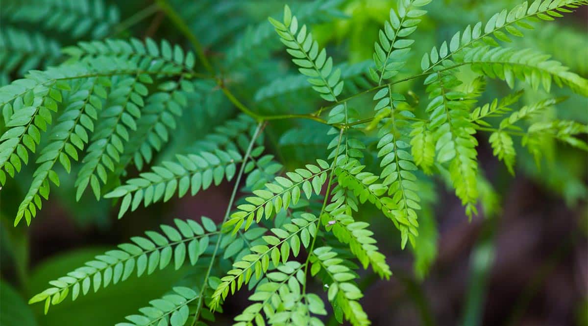 honey-locust-symbolism-information-and-planting-instructions