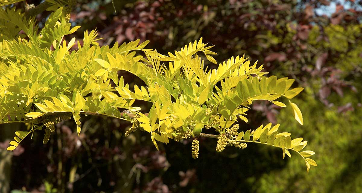 honey locust tree bios urn symbolism and planting instructions