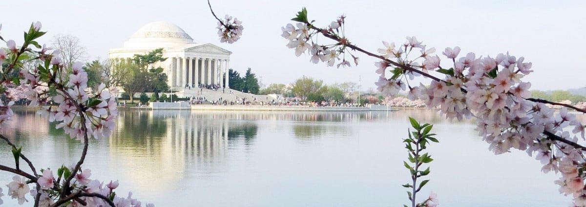 Washington DC Cherry Blossom David Fairchild