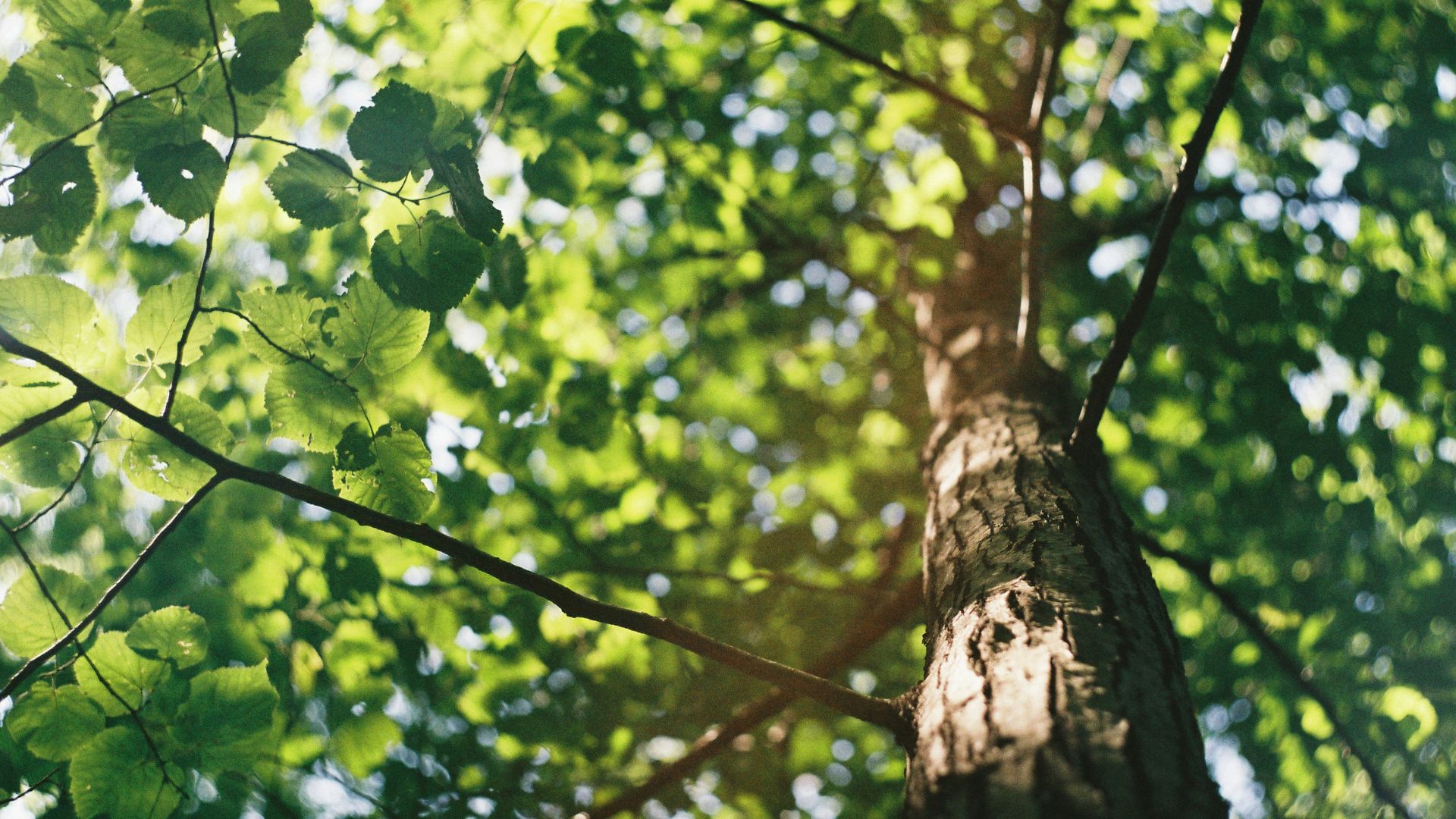Cambio Climático: Plantando árboles para eliminar CO2 de la atmósfera