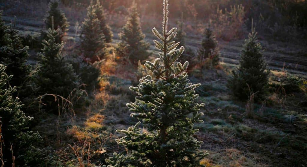 Bios Urn Blog: The History of the Christmas tree