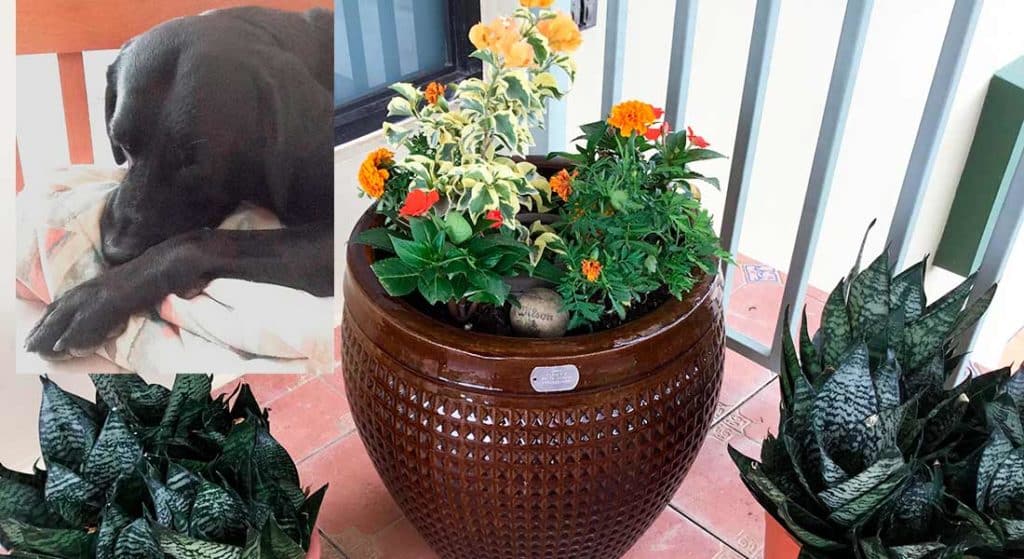 BIOS Urn for pets: the Onyx story